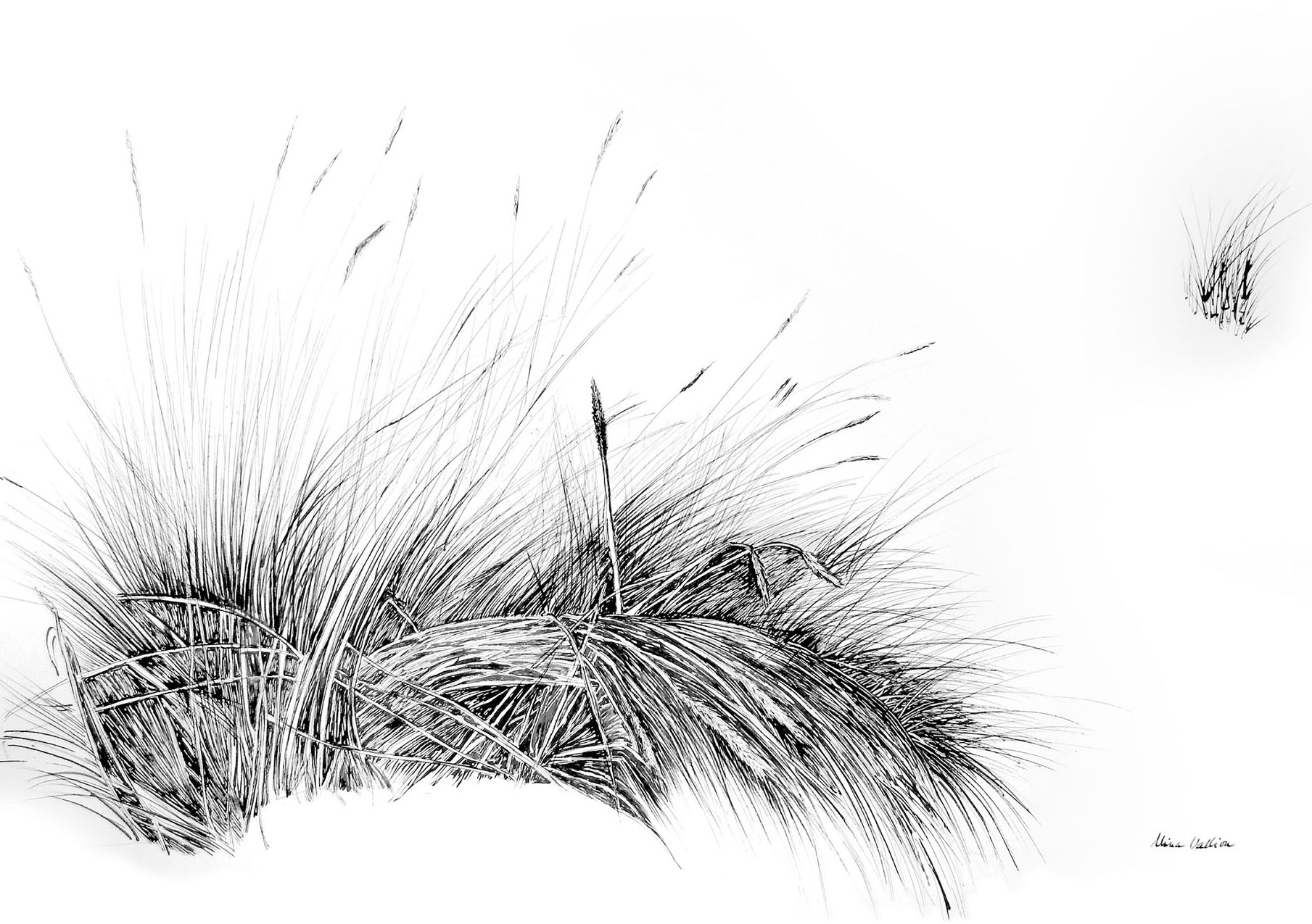 Dune Grasses #1 – Nina Vallion Fine Art